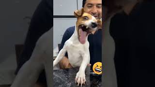 Download lagu 'DOKSLI' VIDEO ANJING KETAWA NGAKAK.! ORIGINAL SOUND DOG LAUGHING.!! #shorts #rohingyaonlinetv#dog mp3