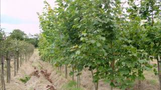 preview picture of video 'Hylands Nursery Tree Stock October 2011'