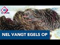 Nel vangt al jaren egels op: 'De kleintjes redden het niet zonder hulp' - OMROEP WEST