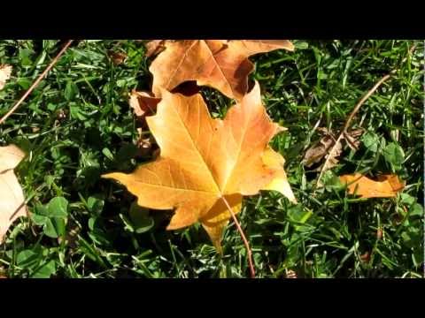 Spring and Fall by Gerard Manley Hopkins