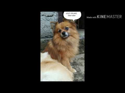 #DjFunkot hit 2019-ktp jember