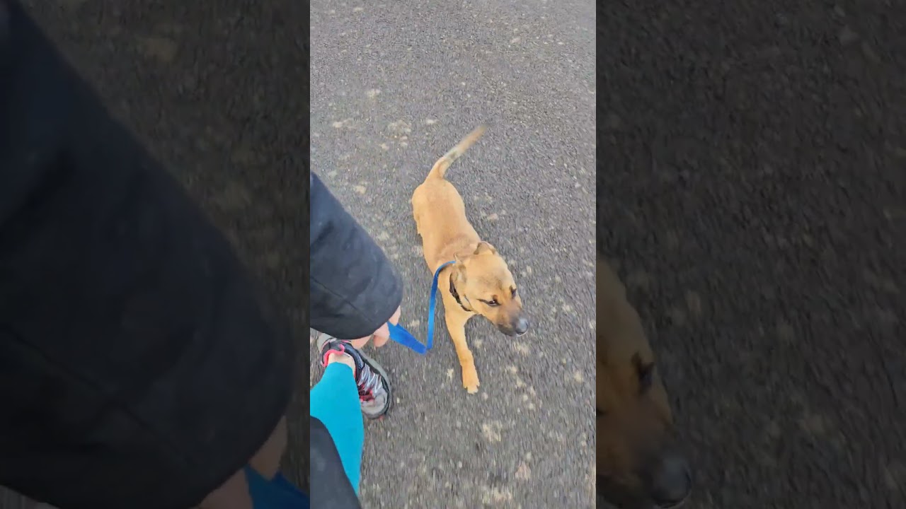 Enlarge Joy, a ADOPTABLE mixed breed in Junction City, OR video 6/6