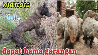 Download lagu Full noise dog HUNTING (pest)garangan!! mp3 Download lagu Full noise dog HUNTING (pest)garangan!! mp3