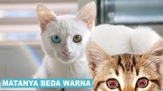 Download lagu Rare Eyes Cat - Heterochromia mp3