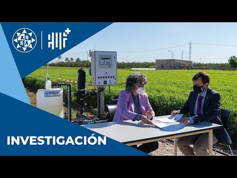 UPCT y Estrella de Levante investigan la capacidad de la cebada como filtro verde para el Mar Menor