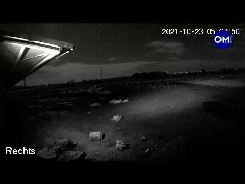 Mutiger Esel: Fridolin schlägt Wolf in die Flucht