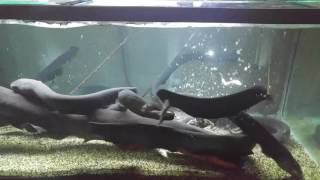 Feed 6 foot electric eel tank mate