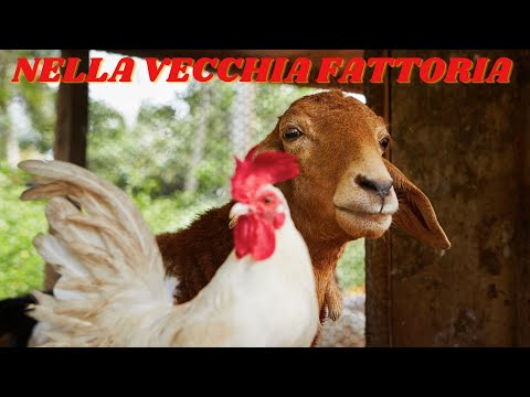 Nella Vecchia Fattoria [Canzoni per Bambini]