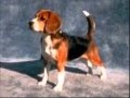 Top 10 Most Popular Breeds Of Dogs For 2010 ...