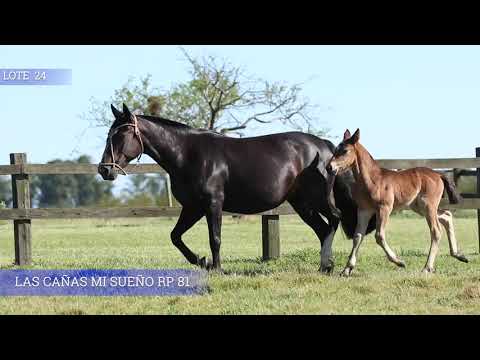 Lote 24 LAS CAÑAS MI SUEÑO RP 81