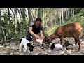 The first baby goat born on the farm, Pumpkin pie recipe, vang hoa