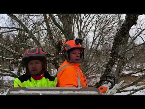 My Biggest Tree Removal Challenge Yet