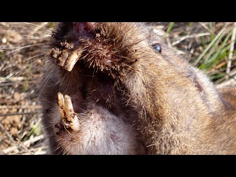Exploring the Camas Pocket Gopher: Insights into a Remarkable Rodent of the Willamette Valley