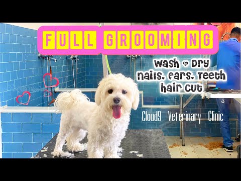 Full Grooming Cloud9 Veterinary Clinic Review
