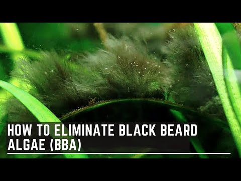 How to Eliminate Black Beard Algae - Treating Stubborn BBA
