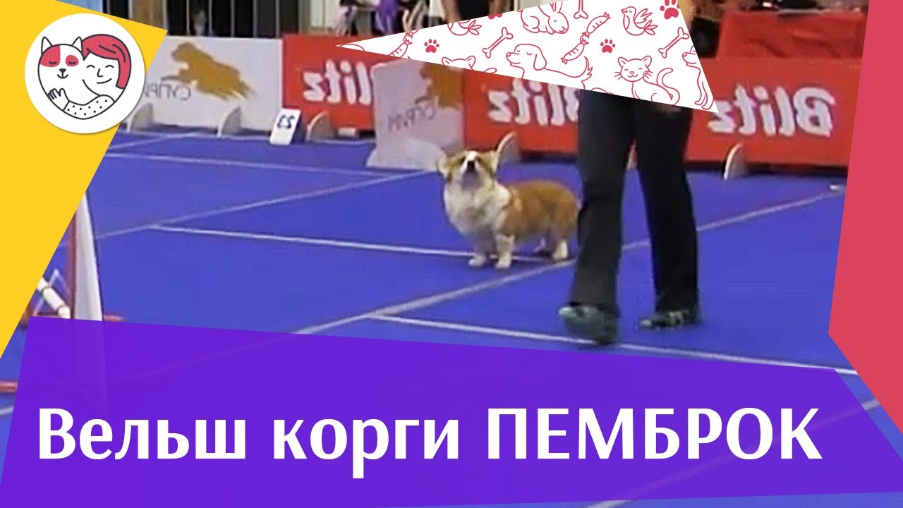 Вельш корги пемброк аджилити ЗООШОУ 2016 на ilikepet