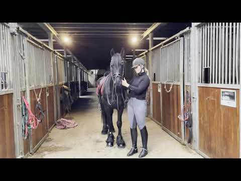 Stal Okkema's Fimme - Mewes x Fede - gelding - 2017
