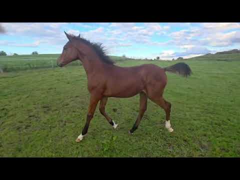 Showjumping Foal - Image 2