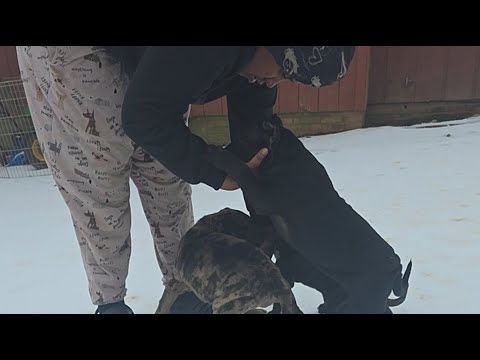 Pure Quality Canines home of the Americane da Presa.We breed family companions and home protectors.