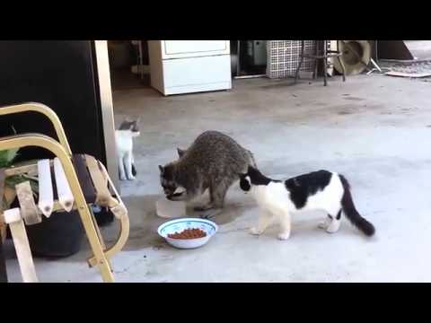 Clever Racoon Eats Cats Foods and stole foods from bowl. Very Funny!