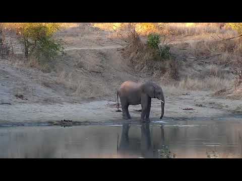 Djuma: Lone Elephant getting a drink at the dam - 17:04 - 07/22/20