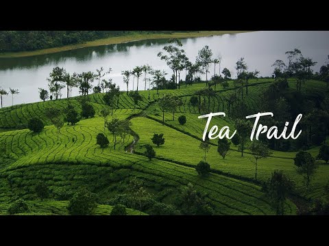 Tea Trail 