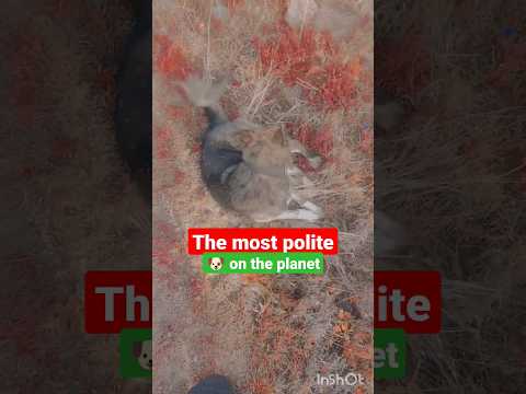 When he doesn't know I'm recording 😂