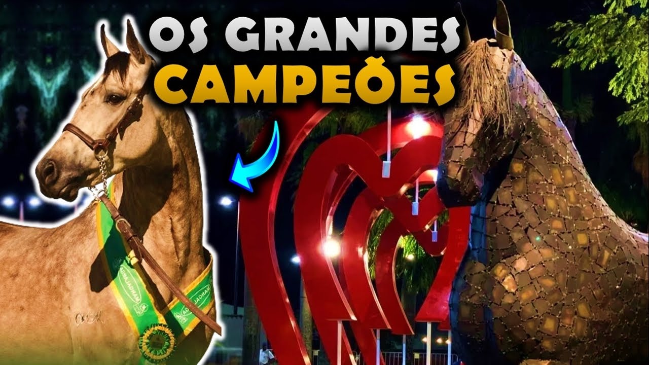 OS GRANDES CAVALOS CAMPEÕES DA NACIONAL DO MANGALARGA MARCHADOR