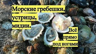 Как ловят морского гребешка