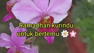 Download lagu Ramadhan Kurindu Ramadhan Bulan Mulia... mp3