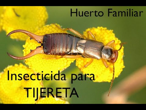🐜💣Insecticida como ELIMINAR LA TIJERETA💣🐜 (dermáptera) con BORAX - Huerto Familiar