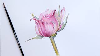 Easy PINK Rose Flower Watercolor Painting Demonstration