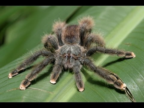 Dokumentation@Im Netz der Spinne