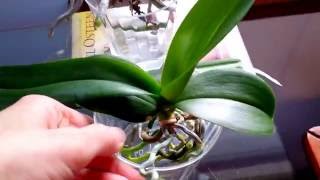 Beginner's tips on full water culture method for orchids.