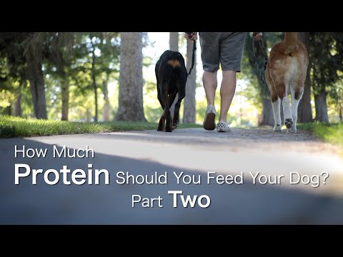 How Much Protein Should You Feed Your Dog (Part Two) -- Dogs, Dog Food, and Dogma