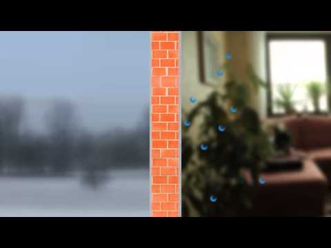 Schimmelpilz: Entstehung und Risiken - Tipps und Tricks