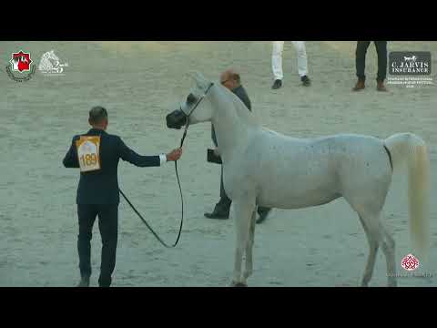 N 189 AJ EMANA   Sharjah International Arabian Horse Festival 2024   Mares 4+ Years Old Section C Cl