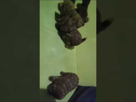 Satılık Poodle Erkek