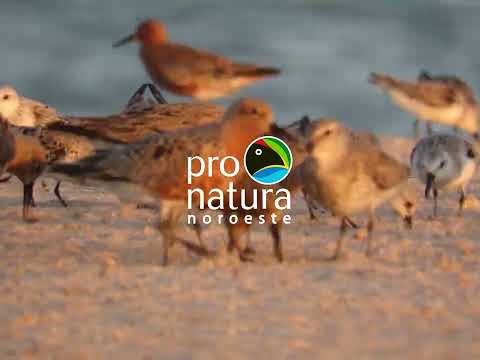 Empower Women to Save the Red Knot in Mexico