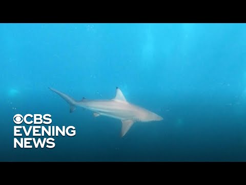 Great white shark sightings in South Africa becoming increasingly rare