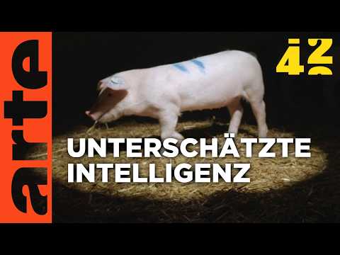 Wie schlau sind die Tiere, die wir essen? | 42 - Die Antwort auf fast alles | ARTE