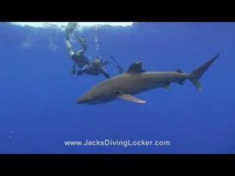 Oceanic White Tip Shark - Kona, Hawaii