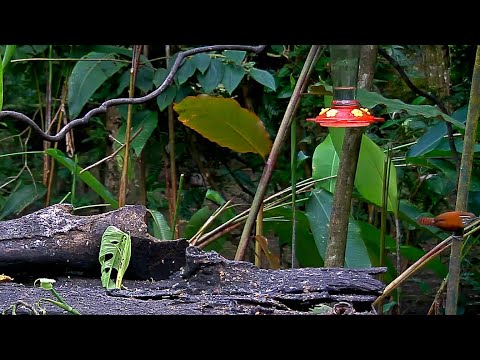 Panama Fruit Feeder New Cam Species: Rufous-And-White Wren – July 15, 2020