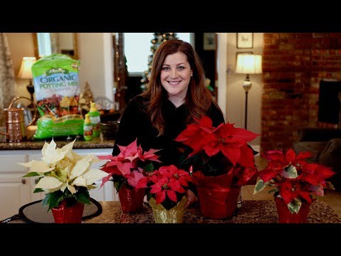 download lagu mp3 mp4 Poinsettia Plant Care, download lagu Poinsettia Plant Care gratis, unduh video klip Poinsettia Plant Care