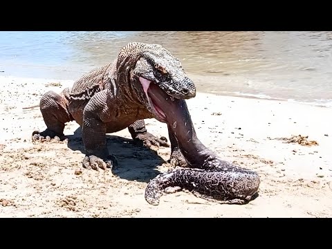 Komodo dragon was electrocuted by the eel #komodovseel #komodo #eel