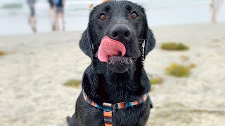 MY LABRADORS BEST MOMENTS!! (Very Cute)