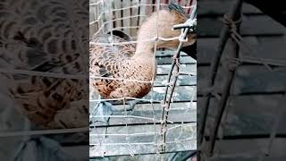 Download lagu belibis jantan gacor dan birahi mp3