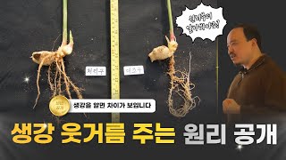 생강비료 생강 재배원리부터 알고 줘야합니다! | 농사 100단