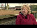 Bizarre roof in Lelystad: Konijnen gestolen en later weer omgeruild