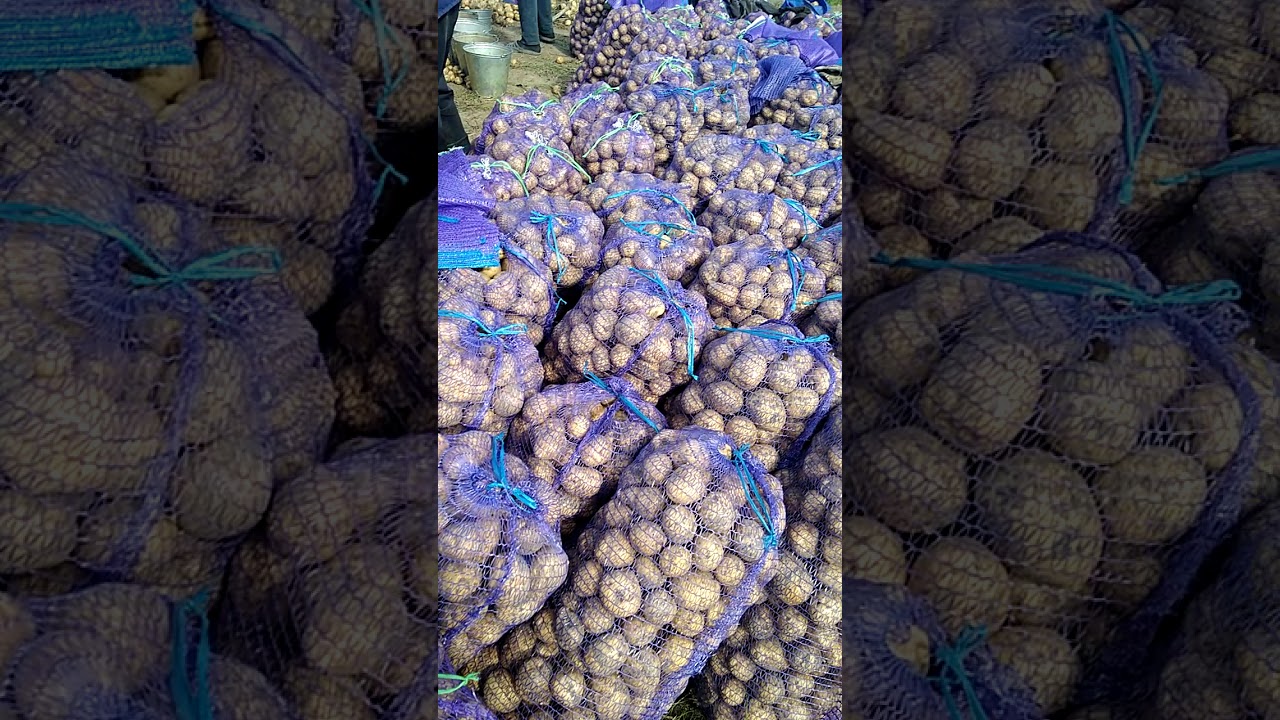 Картофель Каратоп оптом 